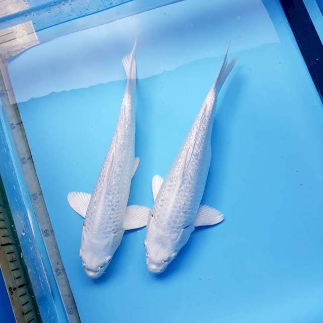 BAKAT JUMBO. Sepasang