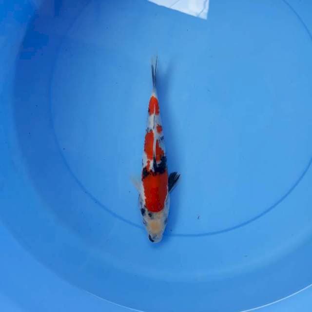 Showa 20 cm