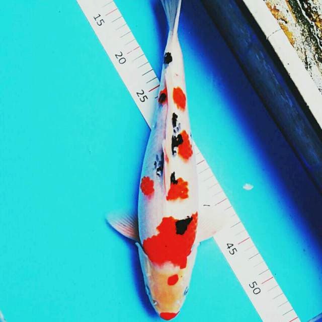 Kuchibeni bulky 38cm male