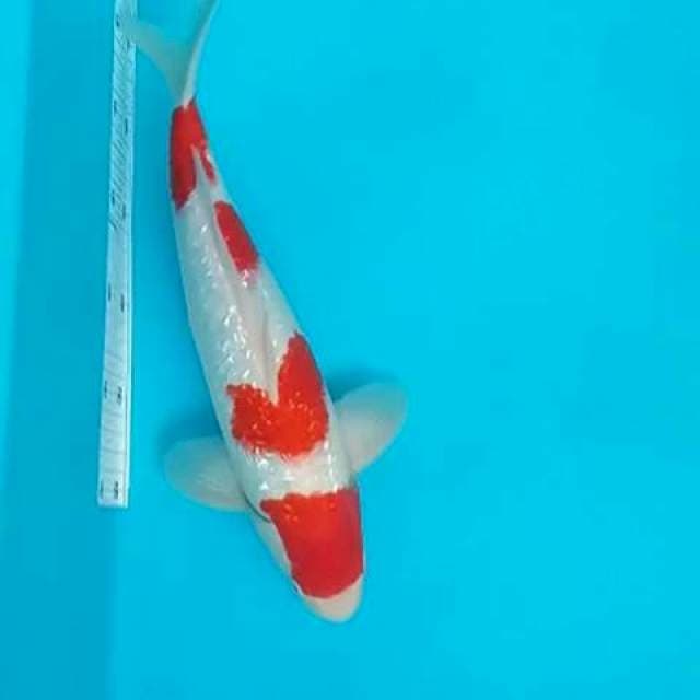 Kohaku ginrin original