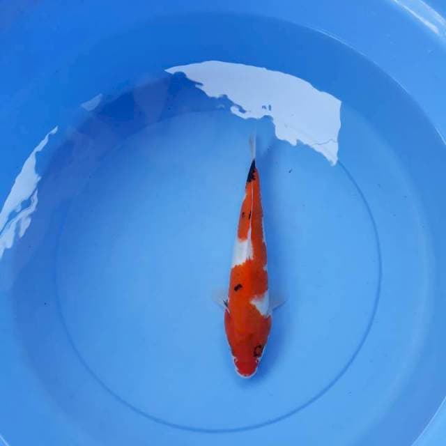 Showa 23 cm