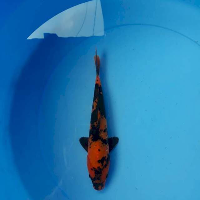 Hi utsuri 20 cm