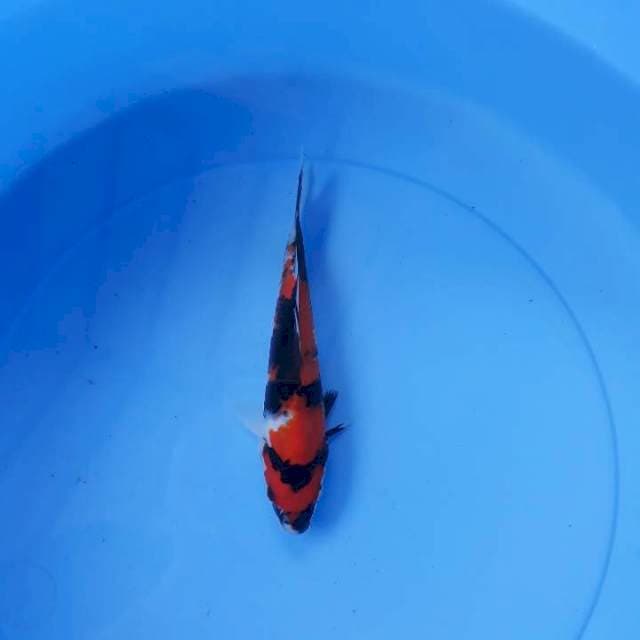 Showa 17 cm