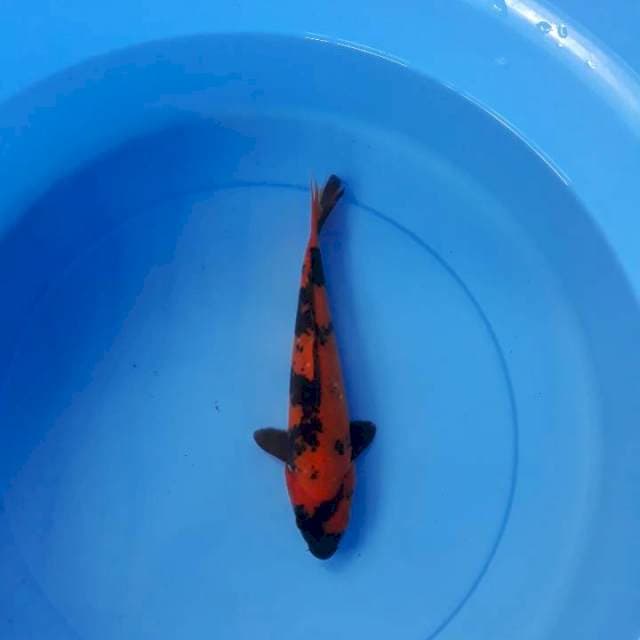Hi utsuri 22 cm
