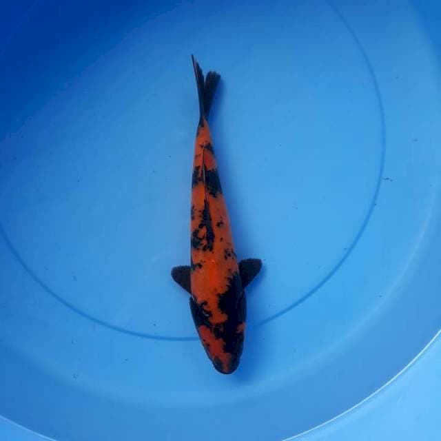 Hi utsuri 22 cm