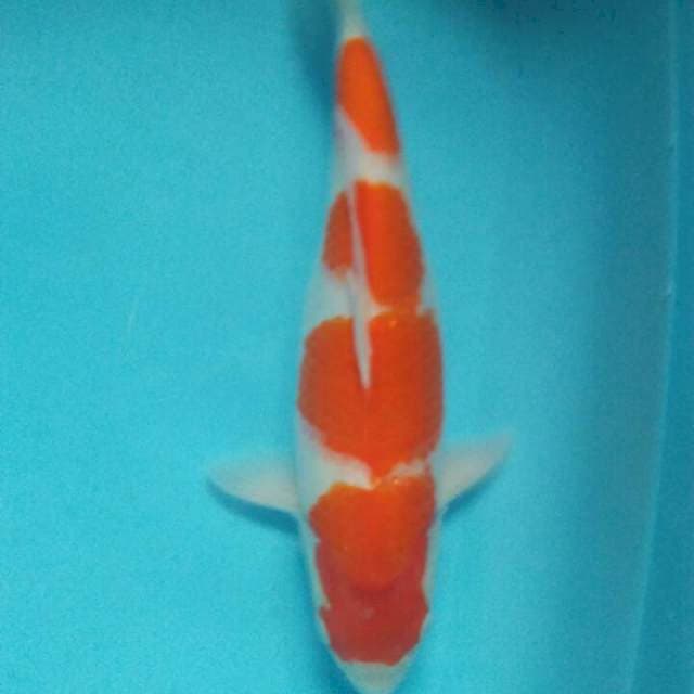 35 cm kohaku