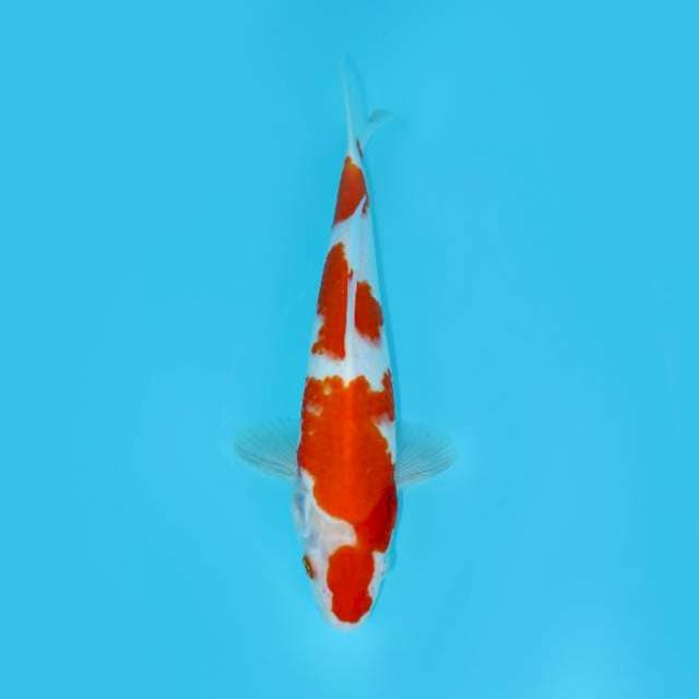 KOHAKU 33 CM MALE