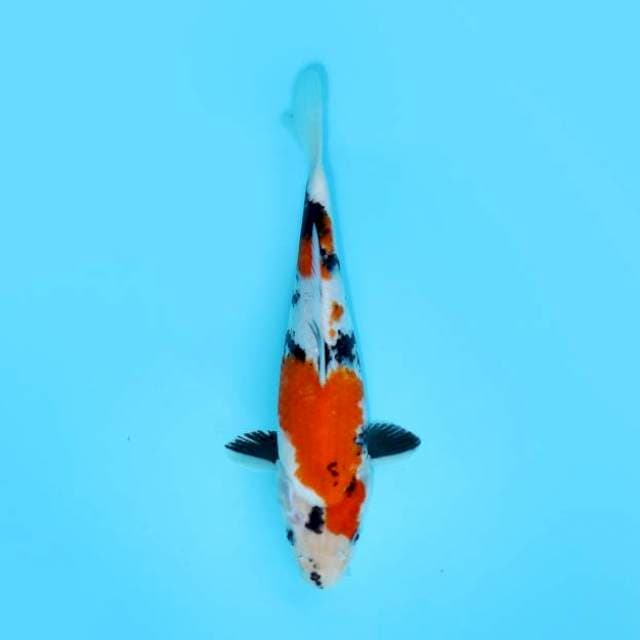 SHOWA 25 CM FEMALE