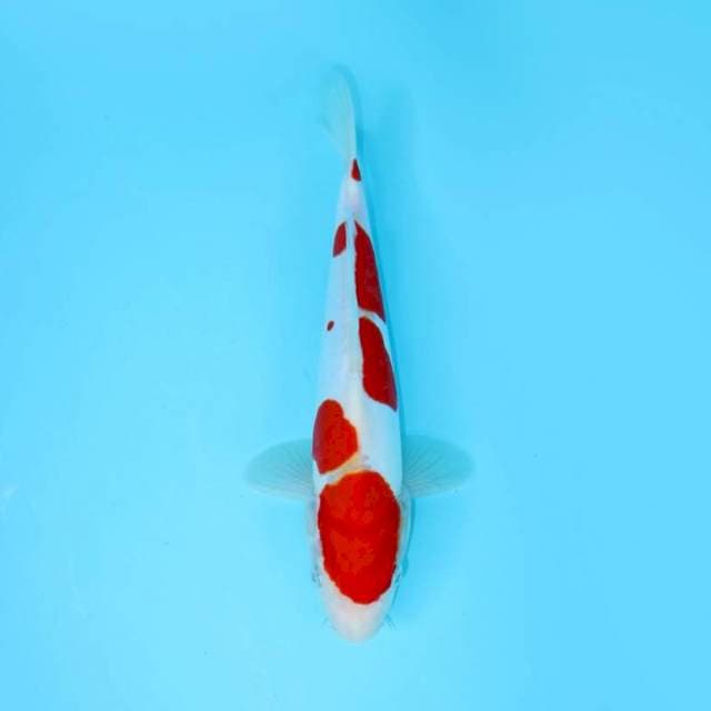KOHAKU DOITSU 25 CM MALE