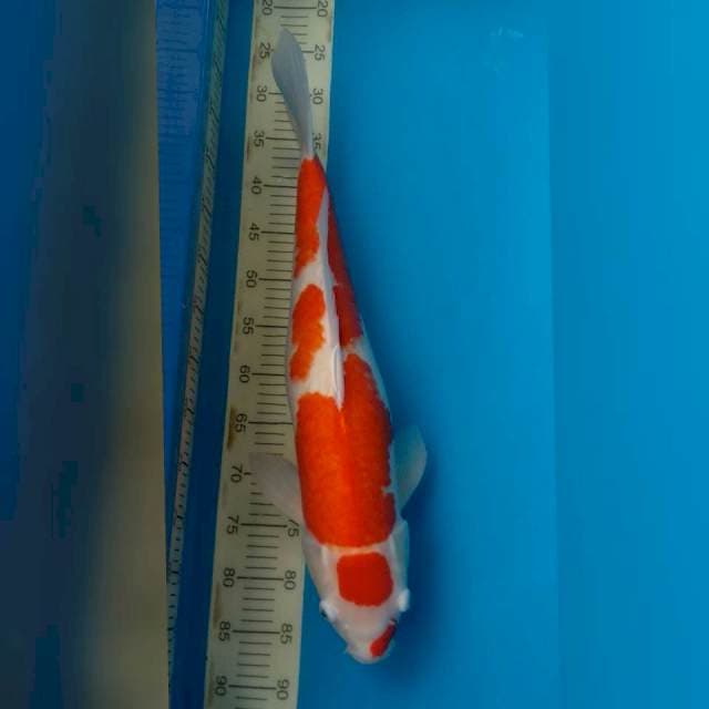 Jumbo kohaku