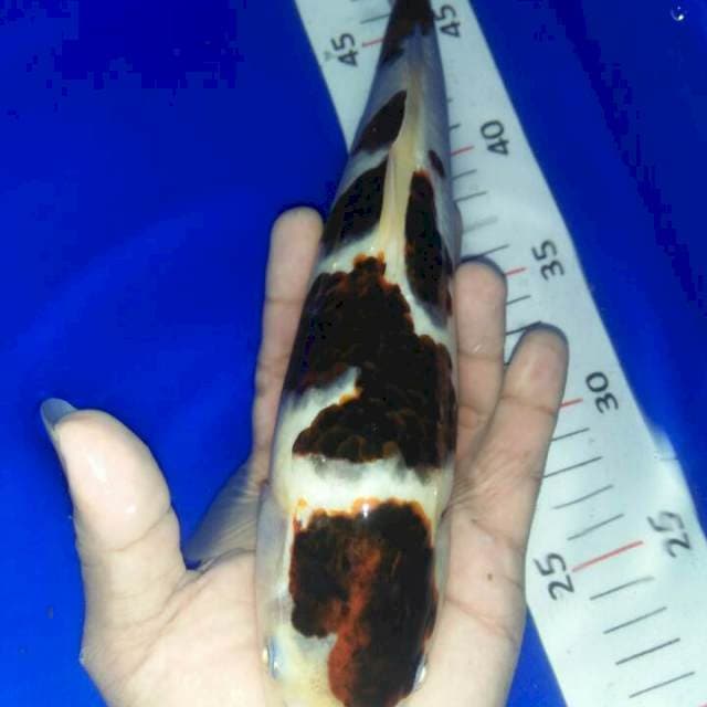 27 cm goromo
