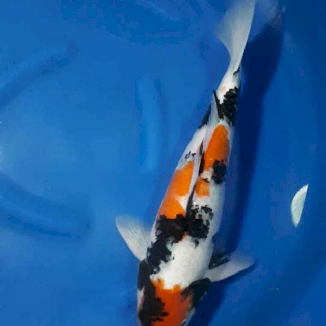 SHOWA MALE 48 CM