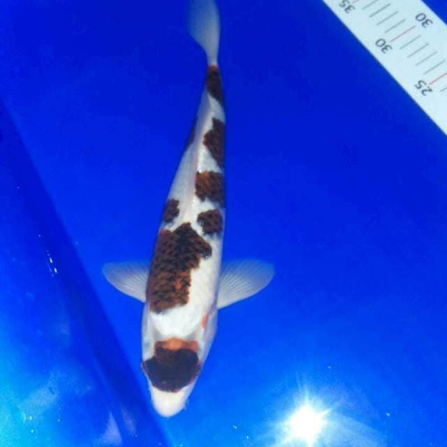30cm tanco maruten goromo