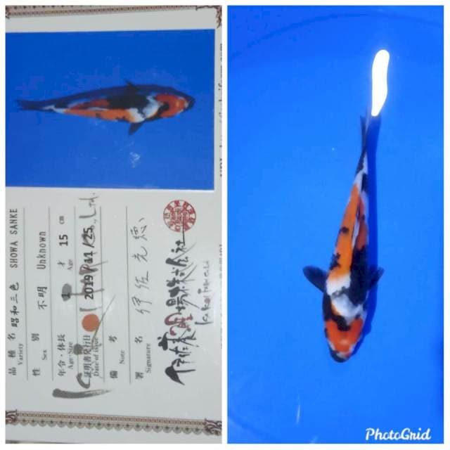Showa tosai import isa SQ