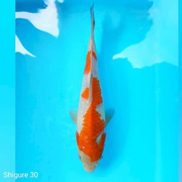 SQ Red Ochiba