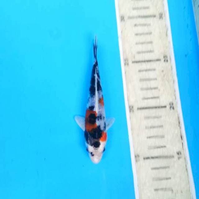 Hikari padat ready segala medan 12cm