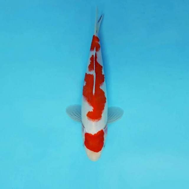 MAGURO 5 - KOHAKU ®
