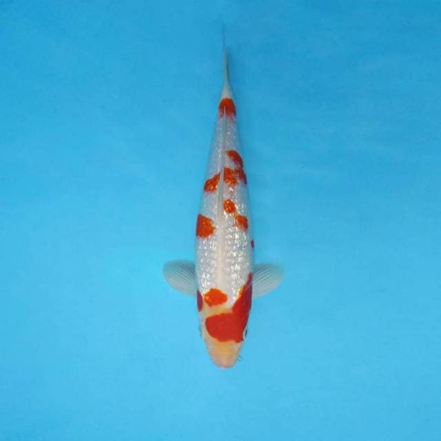 MAGURO 11 - KOHAKU GIN RIN ®