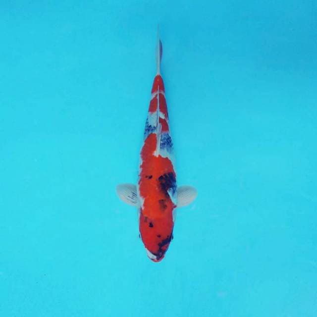 MAGURO 12 - SHOWA EVOLUTION ®