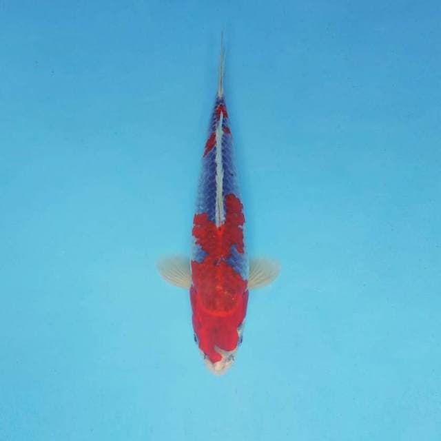 MAGURO 15 - GOSHIKI ®