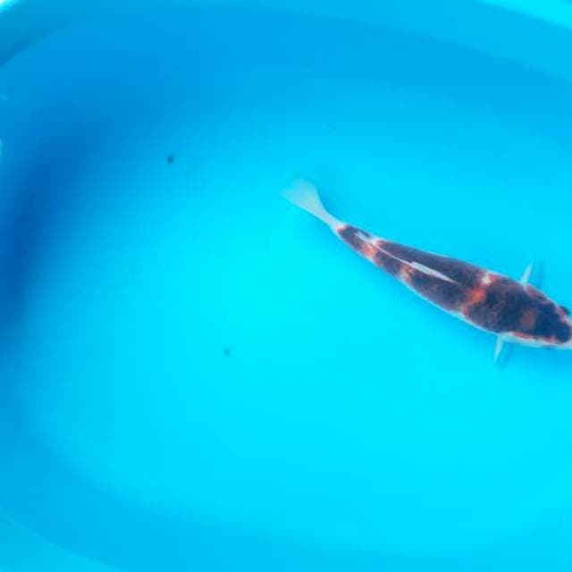 Goromo 27