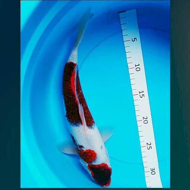 Goromo semi ginrin 33cm