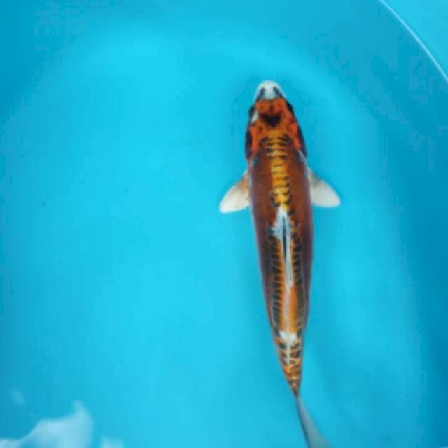 Jantan
