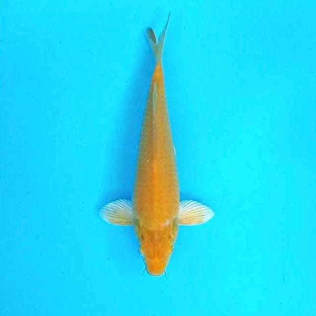 Yamabuki Ogon # 28cm