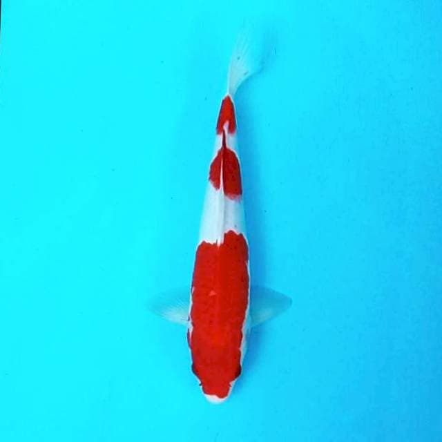 Kohaku # 30cm