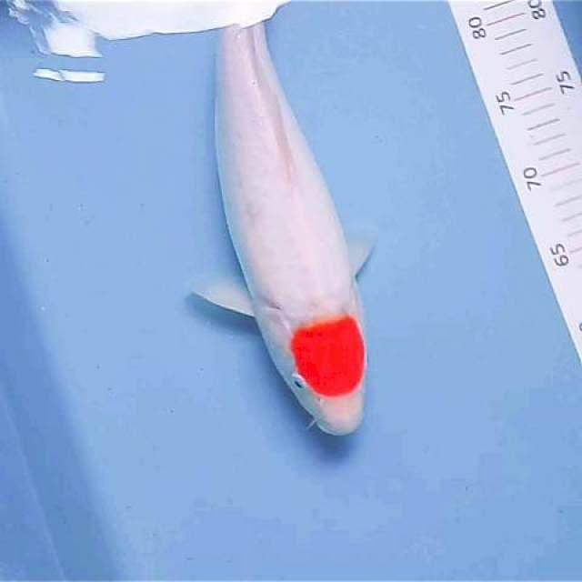 36 cm