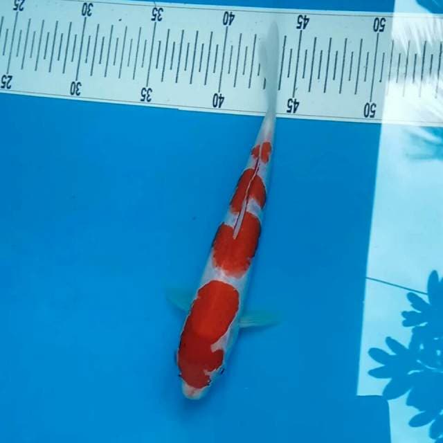 KOHAKU 23 CM. MALE