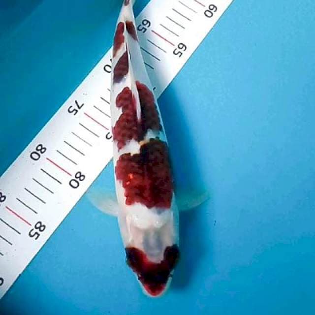Antikk 31cm male
