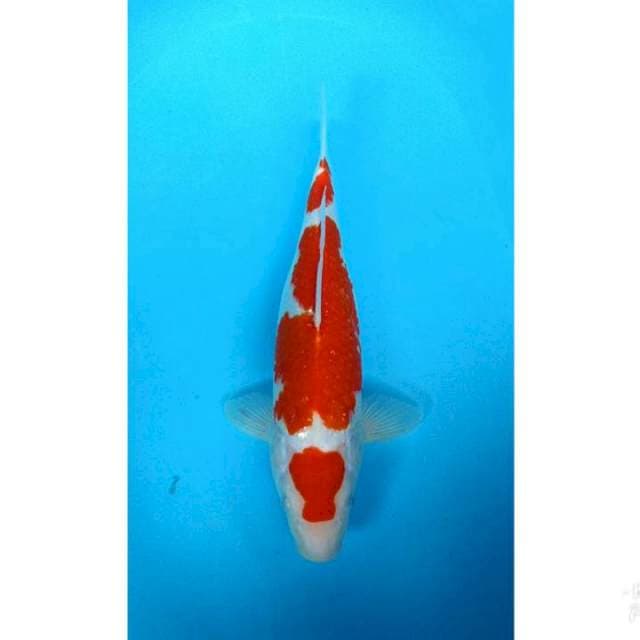 SKB KOHAKU 38CM