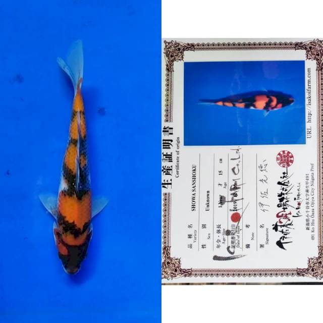 Showa Isa import