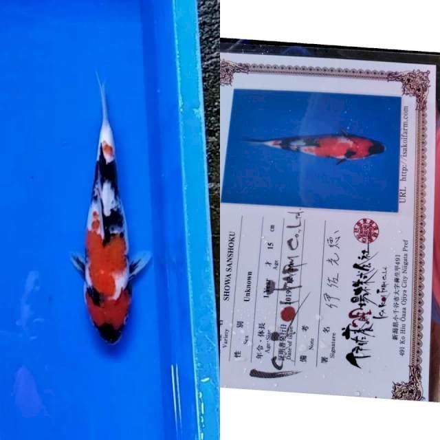 Showa Isa koi farm