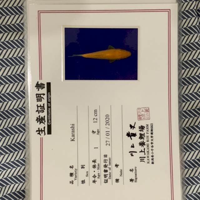 Karashi kawakami