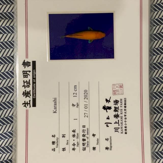 Karashi kawakami