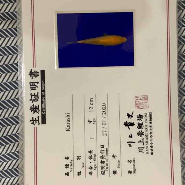 Karashi Kawakami
