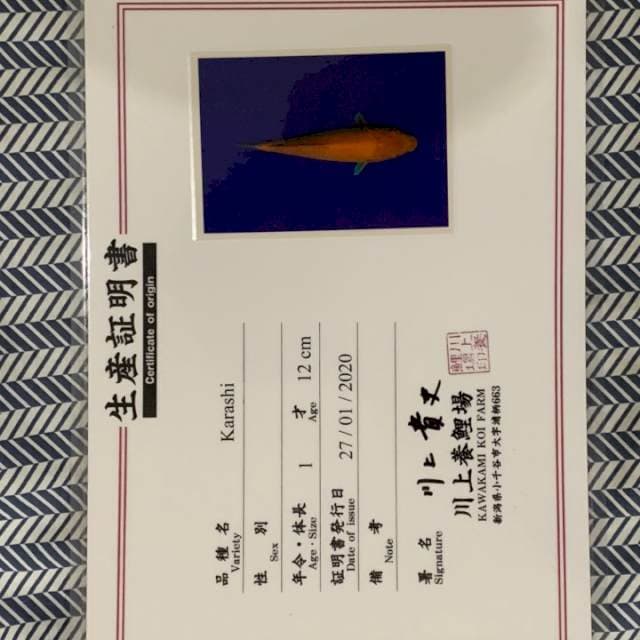 Karashi kawakami