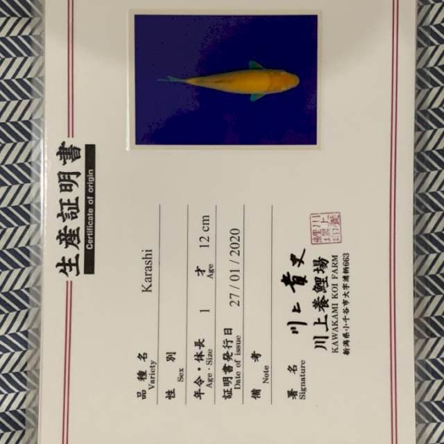 Karashi kawakami 15-20