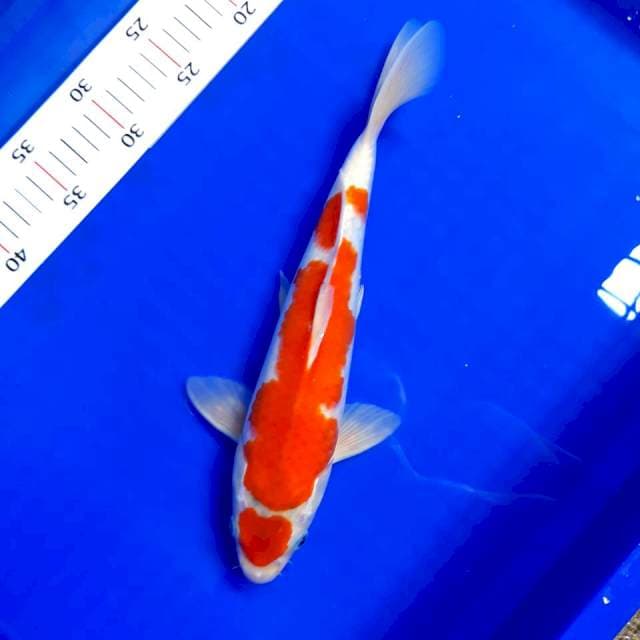 Kohaku male 34 cm mening