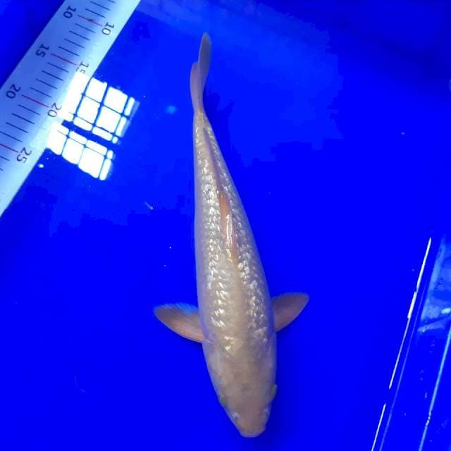 Midori gindrin 34 cm male