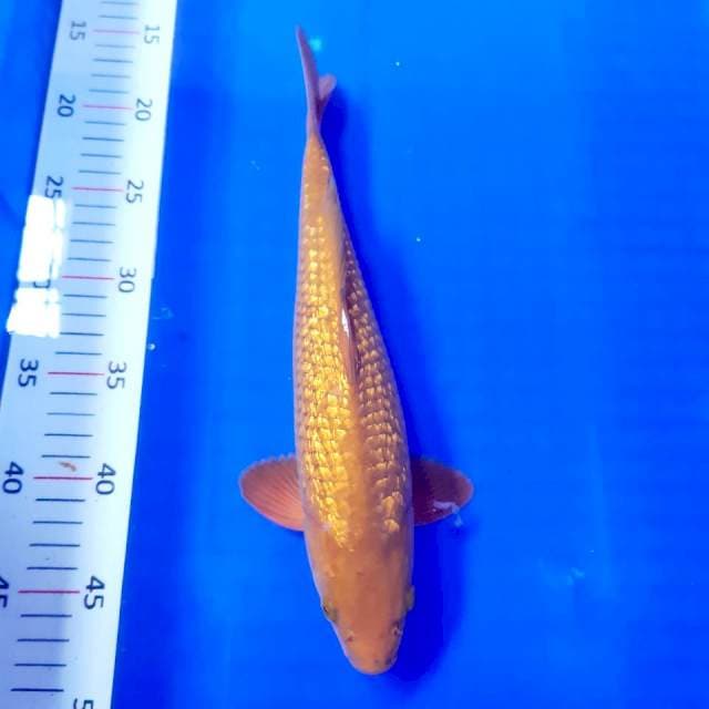 Chagoi gindrine 32 cm male