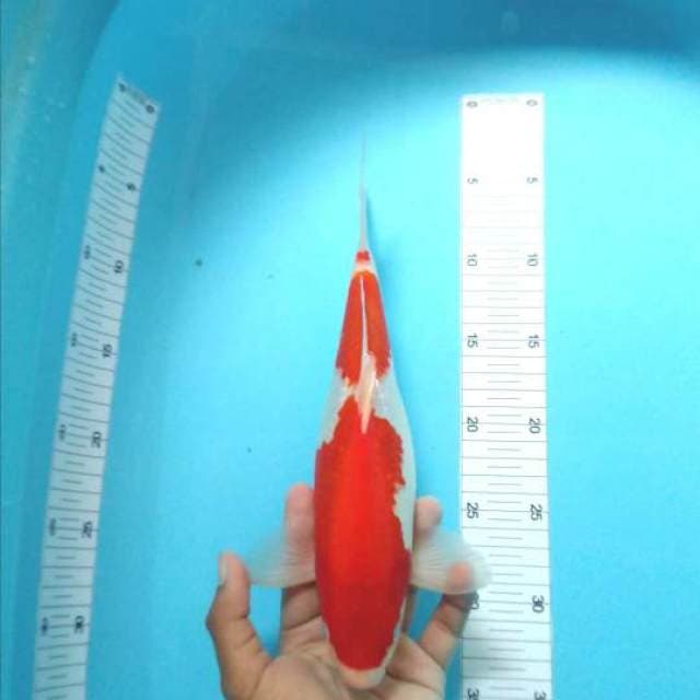 kohaku merah halus male 30 cm