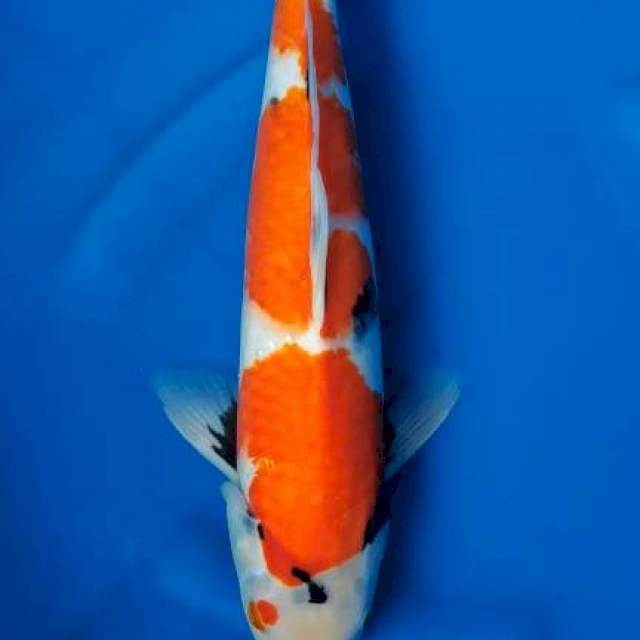 SHOWA STEP 3 TATEGOI MALE 37CM