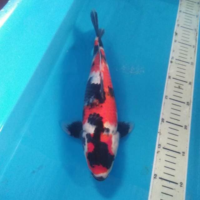Showa Sanshoku, Male 33 cm