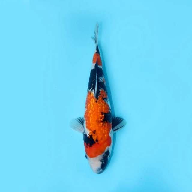 SHOWA GINRIN 29 CM FEMALE