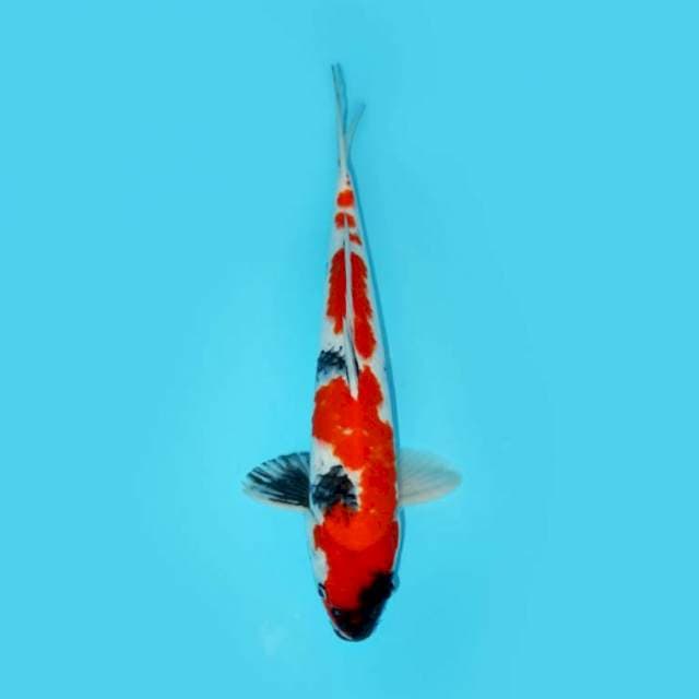 JUMBO SHOWA 44 CM MALE