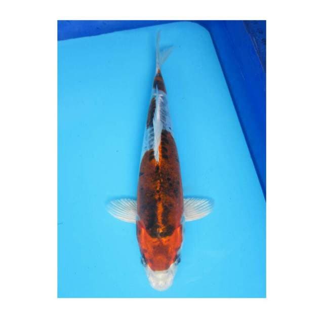 26cm ODA NUBUNAGA - KIKOKURYU