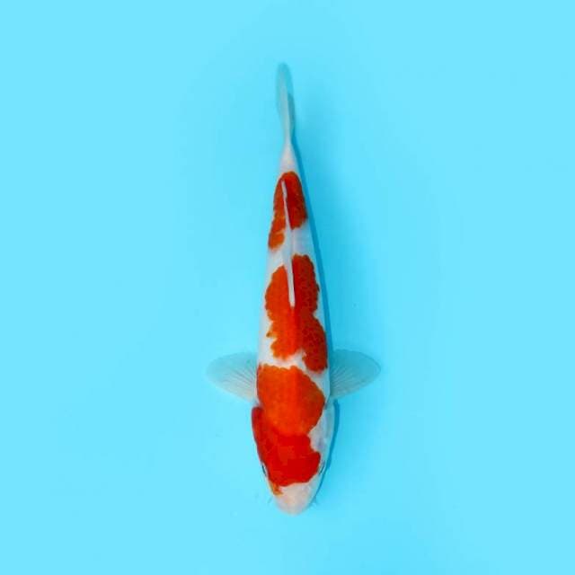SANDAN KOHAKU 30 CM FEMALE